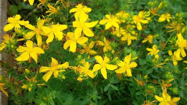 Quelles herbes augmentent la puissance masculine